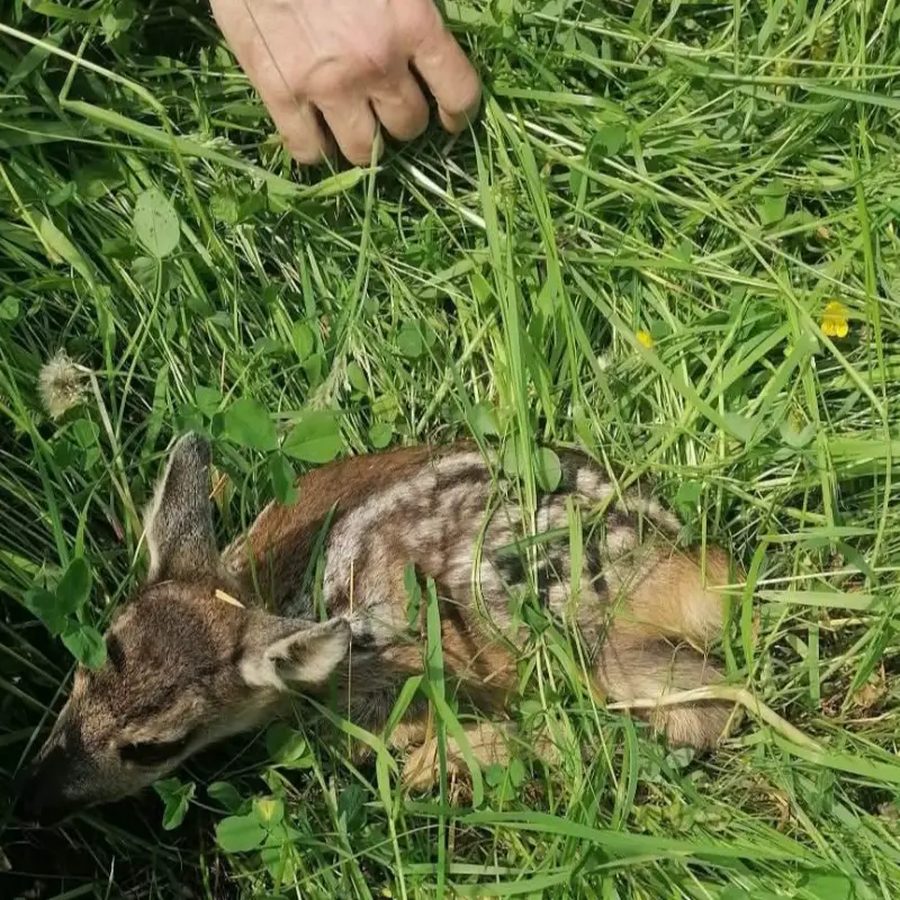 Zachránené srnča v tráve, vedľa ruka záchrancu